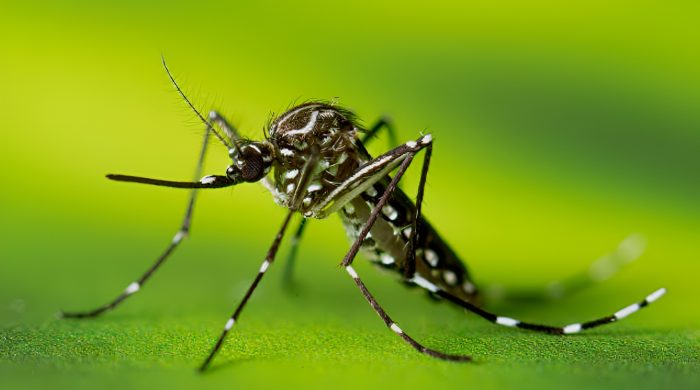 ডেঙ্গু, মৃত্যু, স্বাস্থ্য অধিদপ্তর, হেলথ ইমার্জেন্সি, হাসপাতাল ভর্তি, বাংলাদেশ, ডেঙ্গু আক্রান্ত, ডেঙ্গুতে মৃত্যু, ডেঙ্গু পরিসংখ্যান