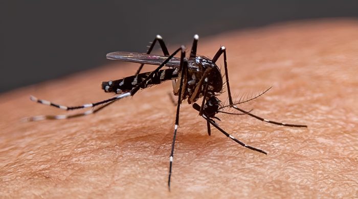 ডেঙ্গু, ডেঙ্গু মৃত্যু, বাংলাদেশ স্বাস্থ্য অধিদপ্তর, ডেঙ্গু আক্রান্ত, হাসপাতাল ভর্তি, ডেঙ্গু পরিসংখ্যান